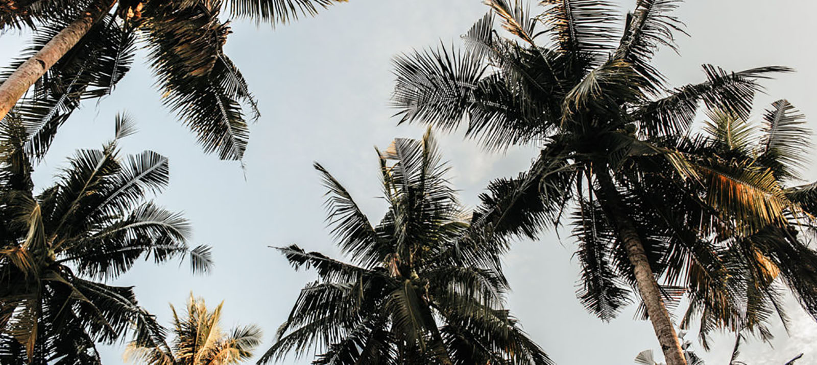 Caribe Palm CDD Image Caribe Palm CDD Image